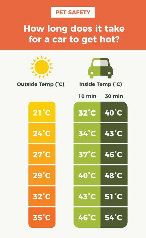 How to Cool Down a Dog Dog Overheating Symptoms and What to Do